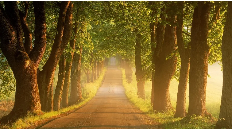 Allah Resul�n�n dilinden Hz. Ali -15-