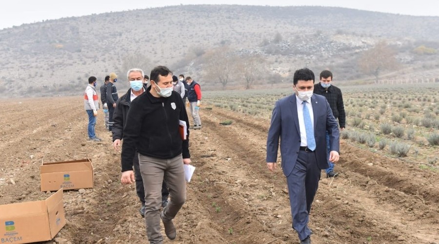 Altıeylül tıbbi ve aromatik bitkiler yetiştiriyor