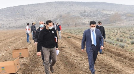 Altıeylül tıbbi ve aromatik bitkiler yetiştiriyor