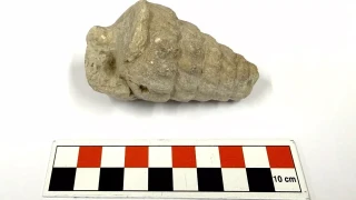  Ankara�n�n G�lba�� il�esindeki K�lh�y�k kaz�lar�nda, 66 milyon y�l �nce Tetis Denizi k�y�s�nda ya�am�� Gastropoda fosili ke�fedildi