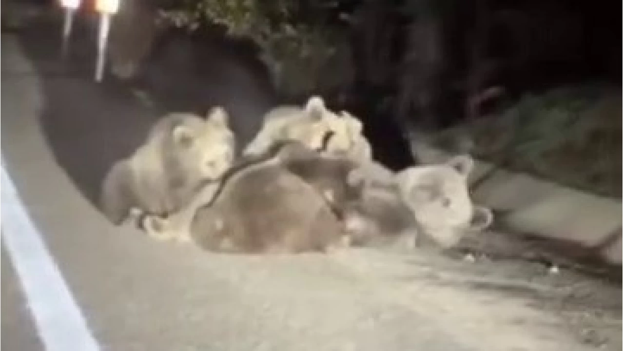 Anne ayı yavrularını emzirirken görüntülendi