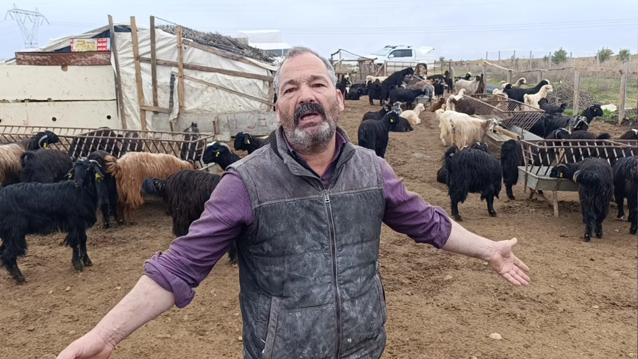 Antalya'da sokak k�pekleri 25 ke�iyi telef etti