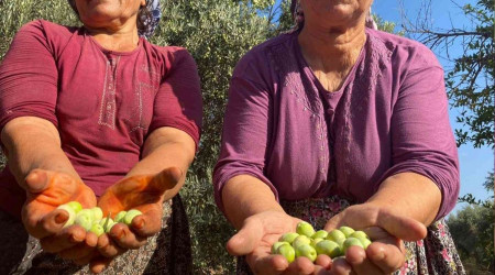 Antalya'da zeytin hasadı başladı