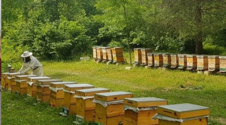 Arıcılık Eğitimi başvuruları uzatıldı