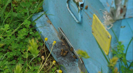 Arlarn kabusu olan 'ar kular' kovanlara saldrd