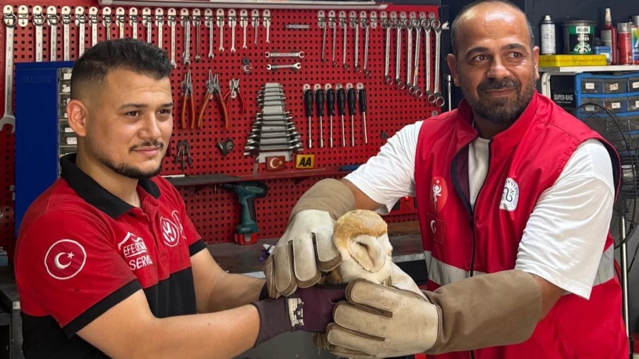 Arnavutköy'de nadir rastlanan peçeli baykuş bulundu