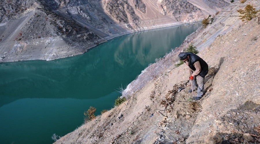 Artvin'de baraj havzaları ağaçlandırılıyor
