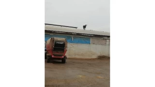 Aşıdan kaçan dana soluğu çatıda aldı