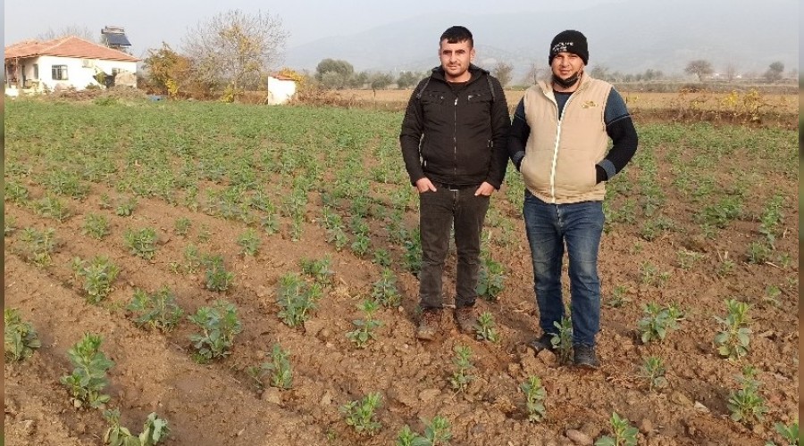 Bakla ve bezelye üreticileri çok mağdur oldu