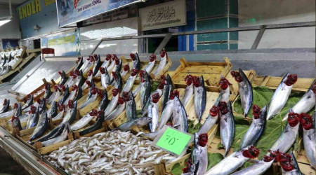 Balık bollaşınca fiyatlar 50 TL'ye geriledi