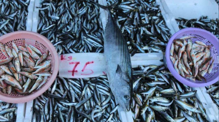 Balıkçı tezgâhları hamsi ile bereketlendi, palamut kayıplarda