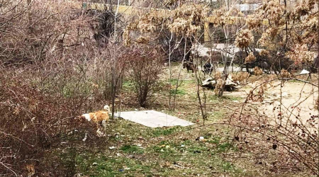 Babo gezen kpekler eve giden rencilere saldrd