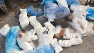 Başsavcılık itiraz etmişti, 33 kediyi öldüren veteriner tutuklandı