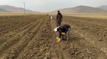 Belediye patates hasadına başladı