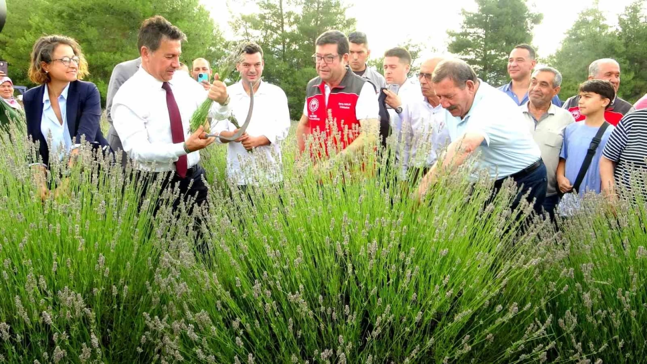 Belediyeden lavanta şenliği
