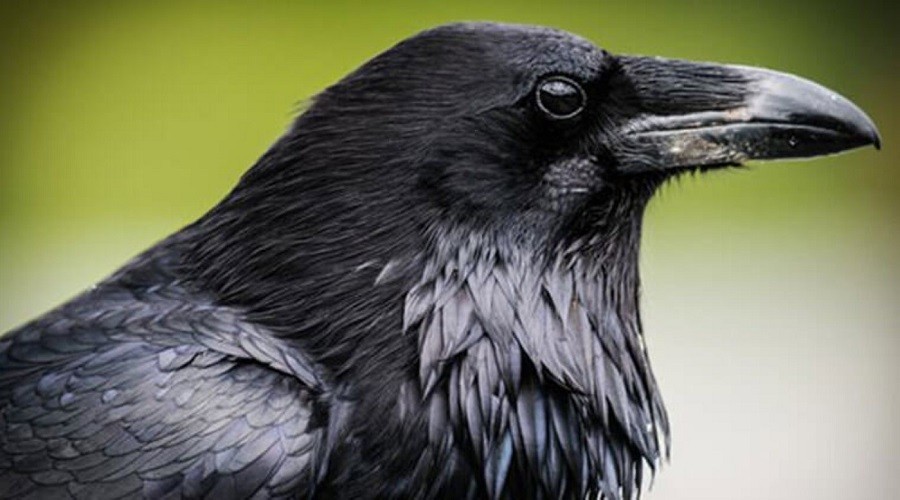 Besledi kargay� kapt� �d�l�