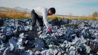 Beypazar'nda mor lahana hasad sryor: 'Susuzluk sknts var'