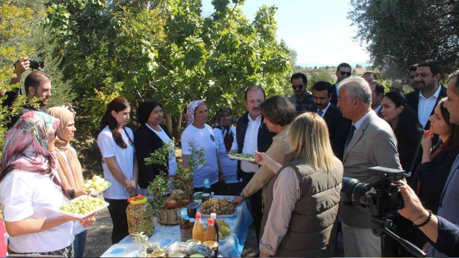Bin 300 yıllık zeytin ağacı 250 kilo ürün verdi