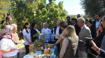 Bin 300 yıllık zeytin ağacı 250 kilo ürün verdi
