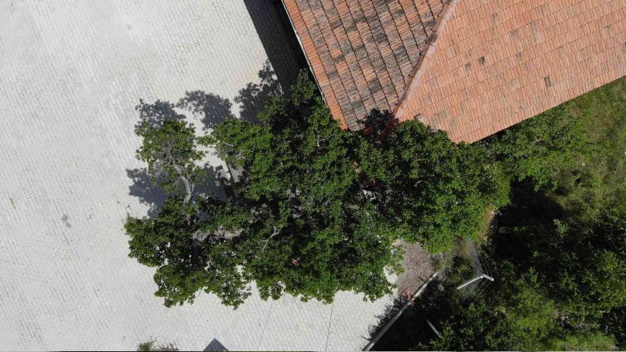 Bin ya��ndaki a�ac�n meyvesinin �ifal� oldu�una inan�yorlar