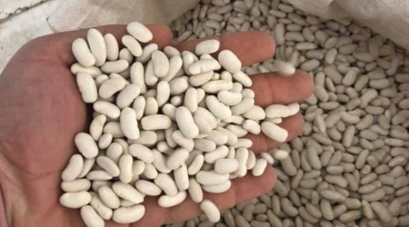 Bingöl'de çiftçilere Horoz kuru fasulye tohumu dağıtıldı