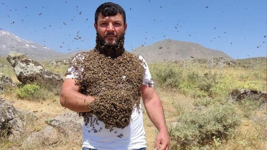 Binlerce ary plak vcudunda tayor