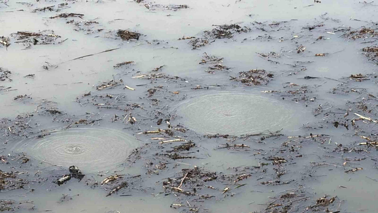 Bir korkutan grnt de Efteni Gl'nde olutu