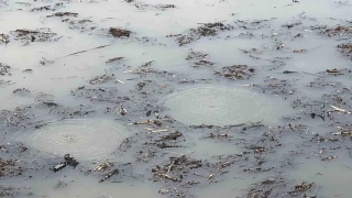 Bir korkutan grnt de Efteni Gl'nde olutu