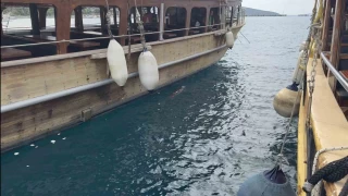 Bodrum'da iskelede fok srprizi