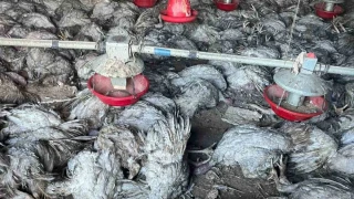 Bolu'daki yangında bin 800 hindi telef oldu