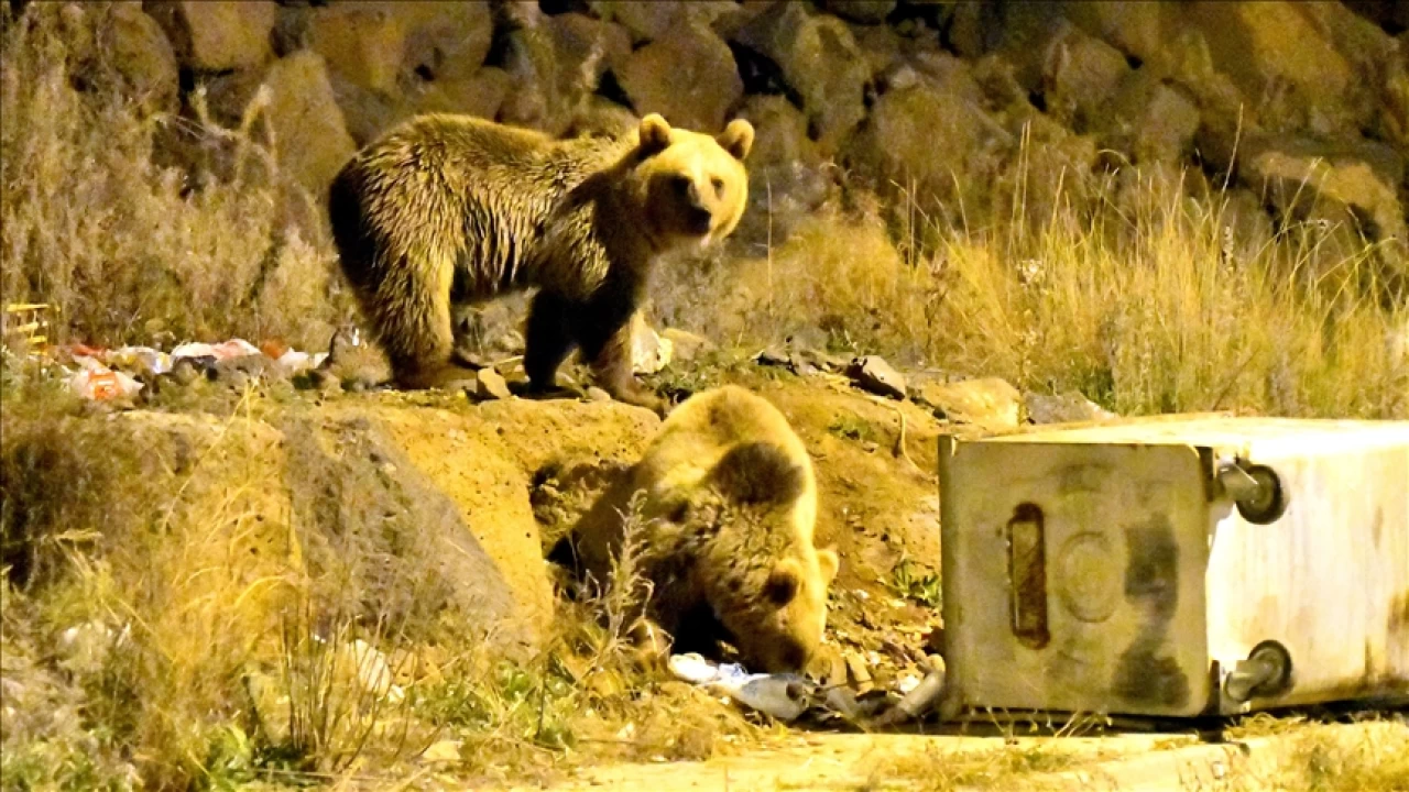 Bozay�lar, Sar�kam��'a indi