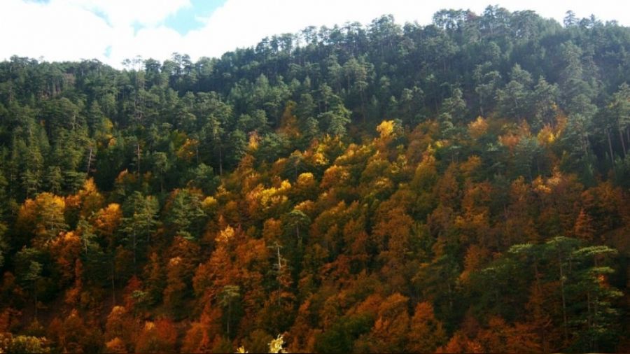Bozüyük'te ihale ile orman yolu yapılacak