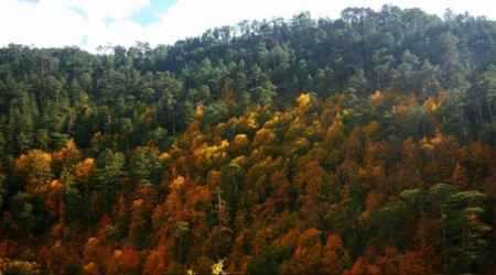 Bozüyük'te ihale ile orman yolu yapılacak