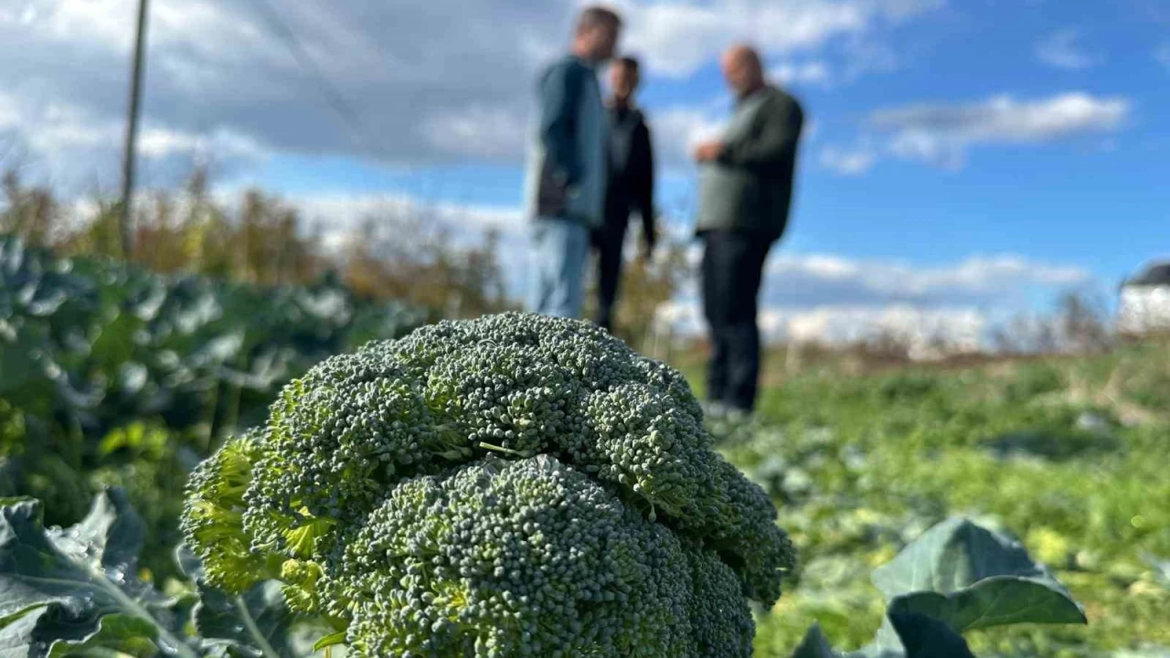 Brokoli tarladan pazara gelinceye kadar 7 kat zamlanyor