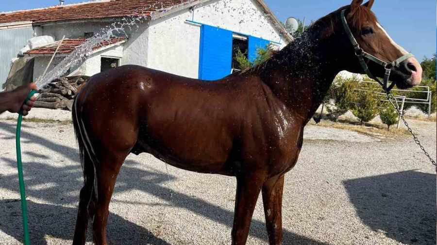 Bu at pipet ile suyunu içiyor