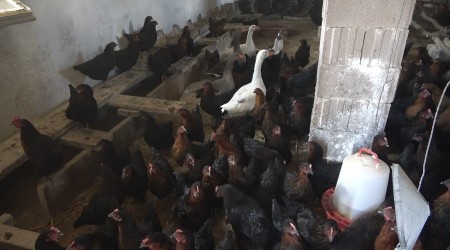 Bu hastalığı durdurmanın en önemli yolu aşılamadır