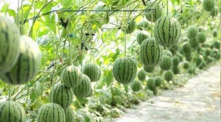Bu karpuzdan yemek için 4.500 dolar lazım