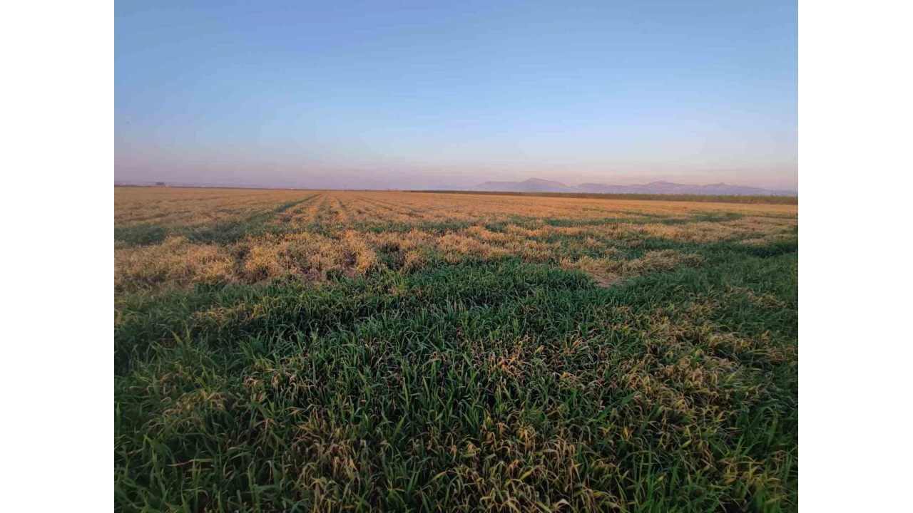 Bu�day� don ve kurakl�k vurdu