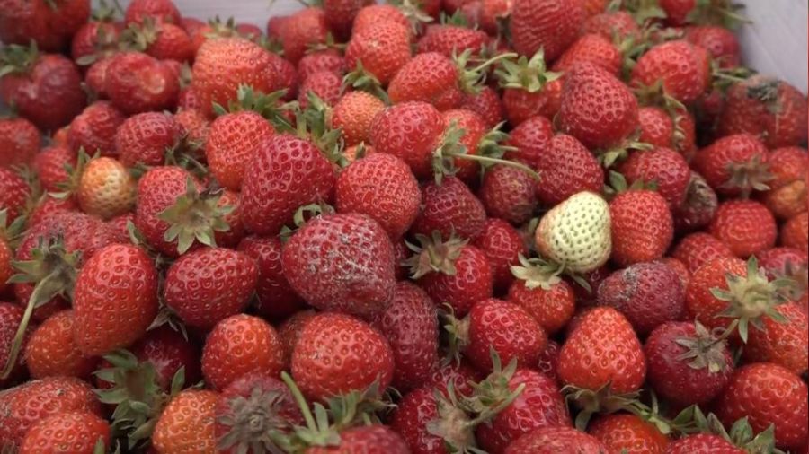 Bursa'da �ilek �reticisine �ok