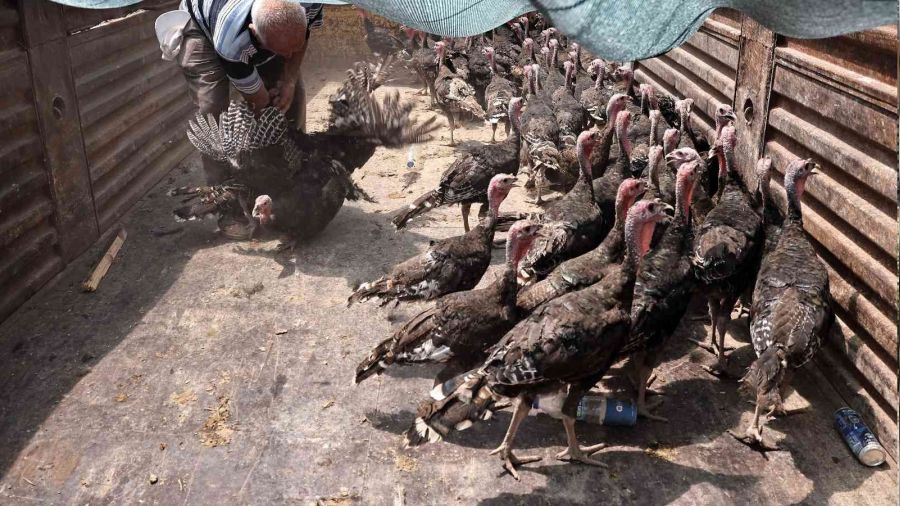 Büyükşehir Korkuteli'de hindi dağıttı