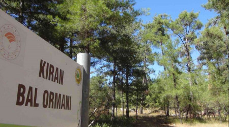 Çam balında tehlike çanları