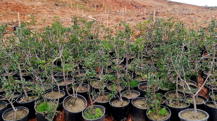Çeşme'de yanan alanlara sakız fidanları dikiliyor