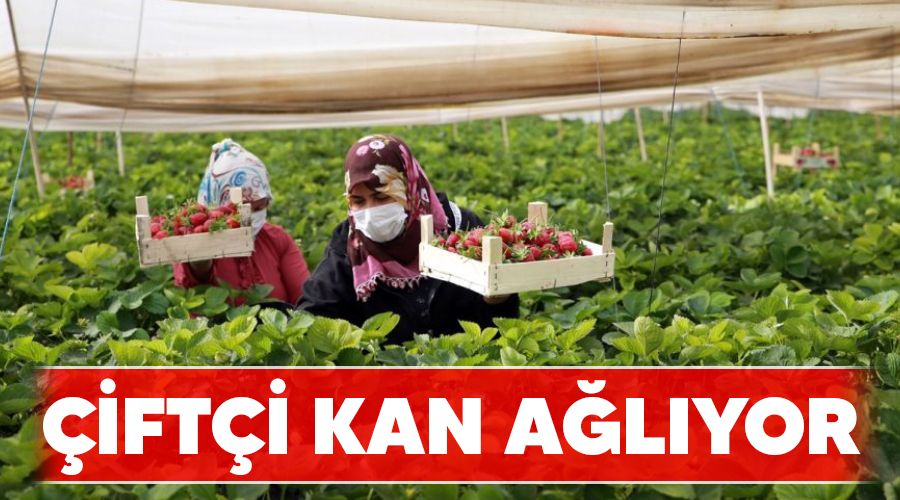 Çiftçi kan ağlıyor