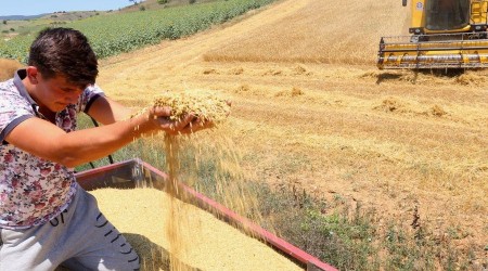 Çiftçi umudunu buğdaya bağladı