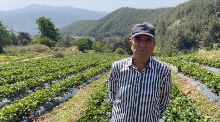 Çiftçiler devlet destekli çilek bahçesi kurup üretime geçti