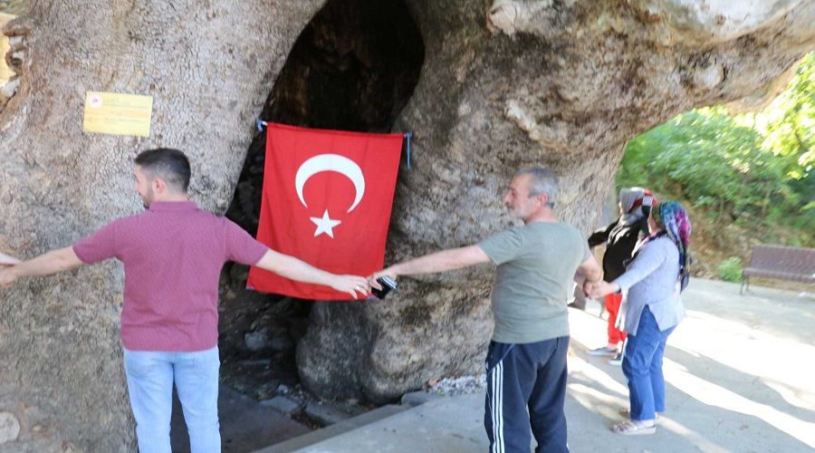 Çınar ağacını 15 kişi zor kucaklıyor