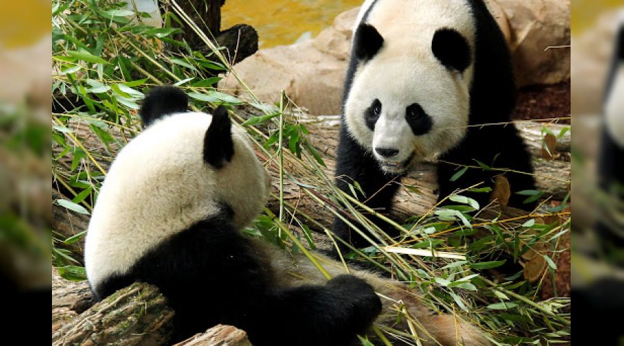 �in'de panda ikiz do�urdu