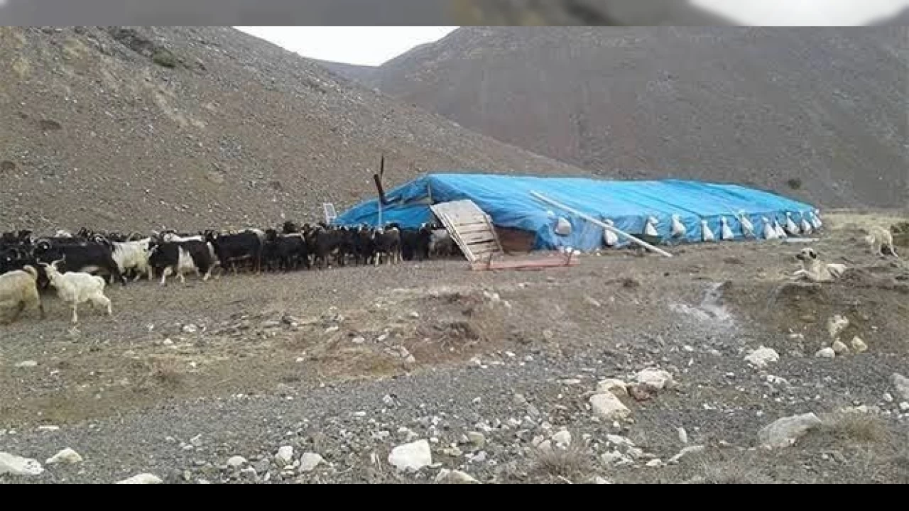 Çobanlar arasında kavga: 1 ölü, 3 yaralı
