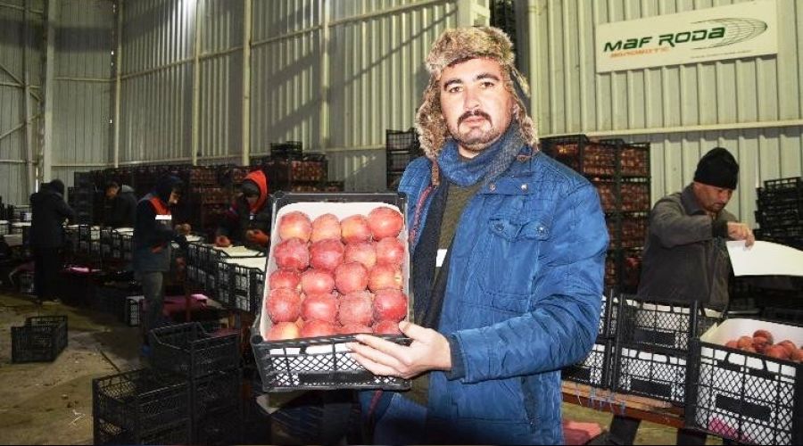 Coğrafi işaretli armut alıcı bekliyor