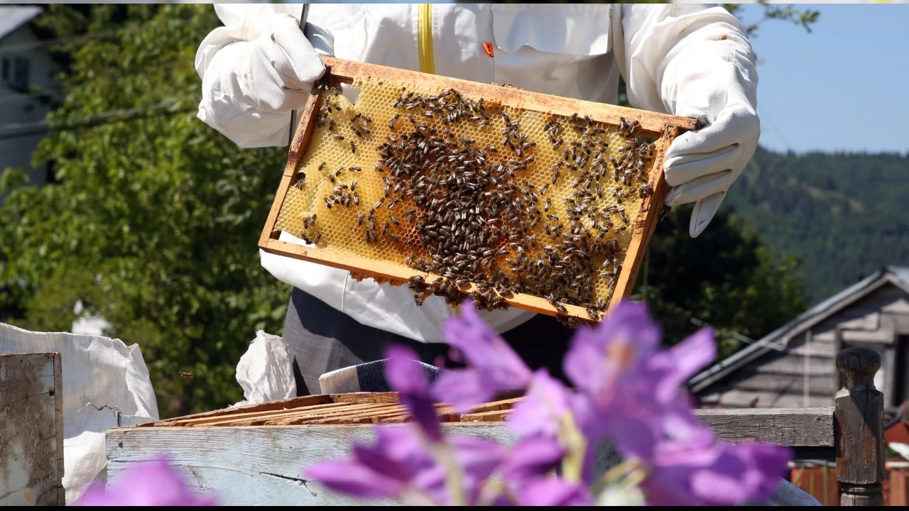  'Deli bal'�n �retimi az, faydas� �ok